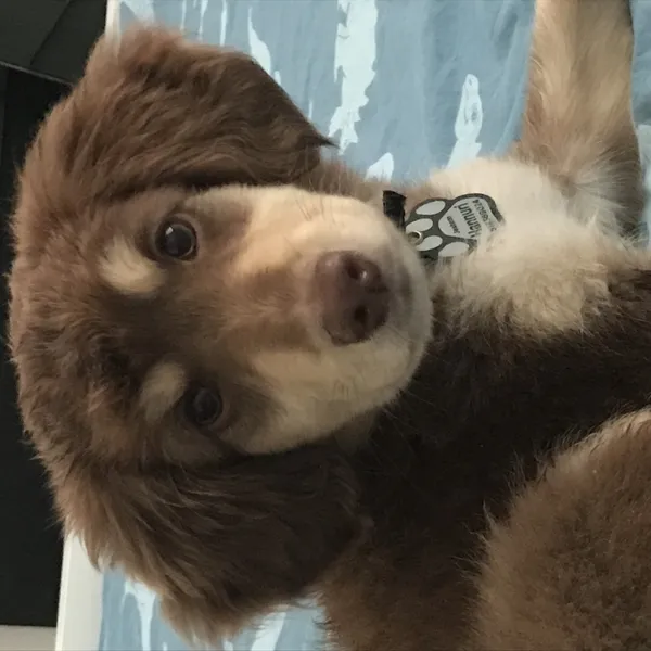 Pies do adopcji, Łódź, 29 lipca 2022