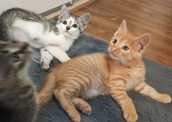 Oddam kota, Siedlce, 27 lipca 2022 (1/6)