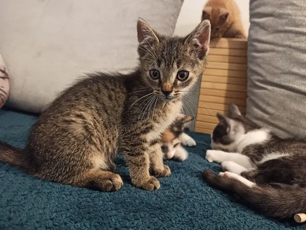 Oddam kota, Siedlce, 27 lipca 2022 (2/6)