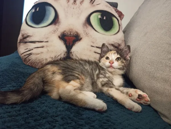 Oddam kota, Siedlce, 27 lipca 2022 (5/6)