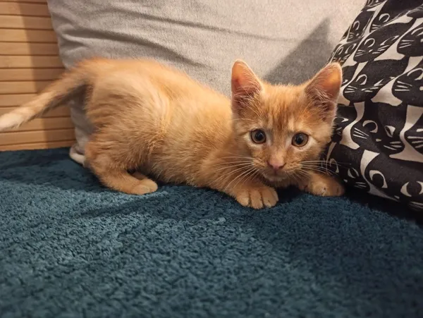 Oddam kota, Siedlce, 27 lipca 2022 (6/6)