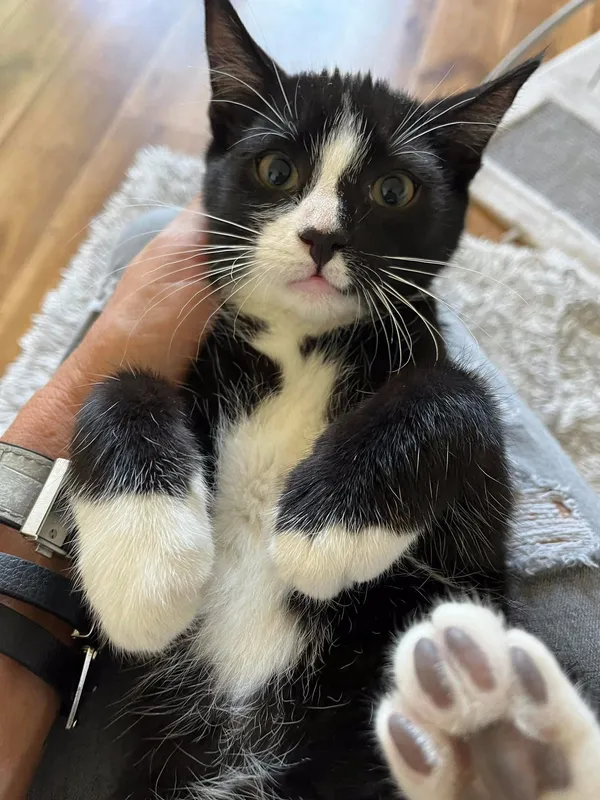 Oddam kota, Dołuje, 27 lipca 2022 (1/4)