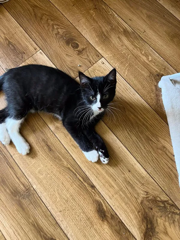 Oddam kota, Dołuje, 27 lipca 2022 (2/4)