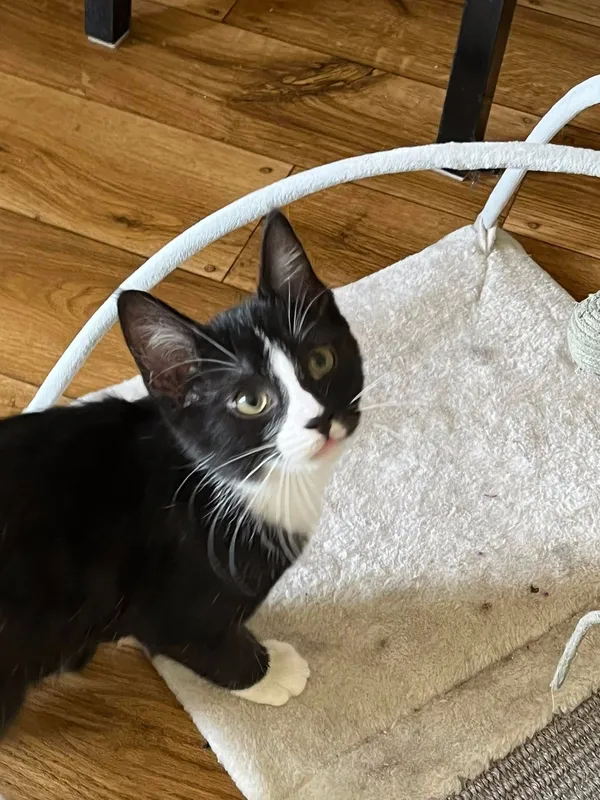 Oddam kota, Dołuje, 27 lipca 2022 (3/4)