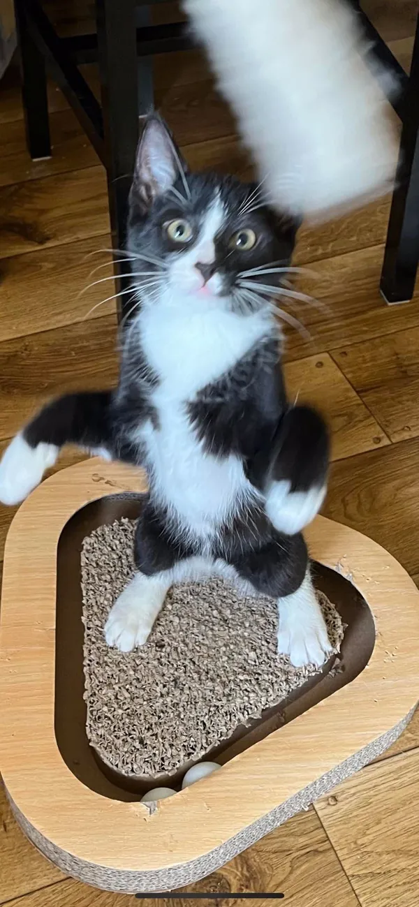 Oddam kota, Dołuje, 27 lipca 2022 (4/4)