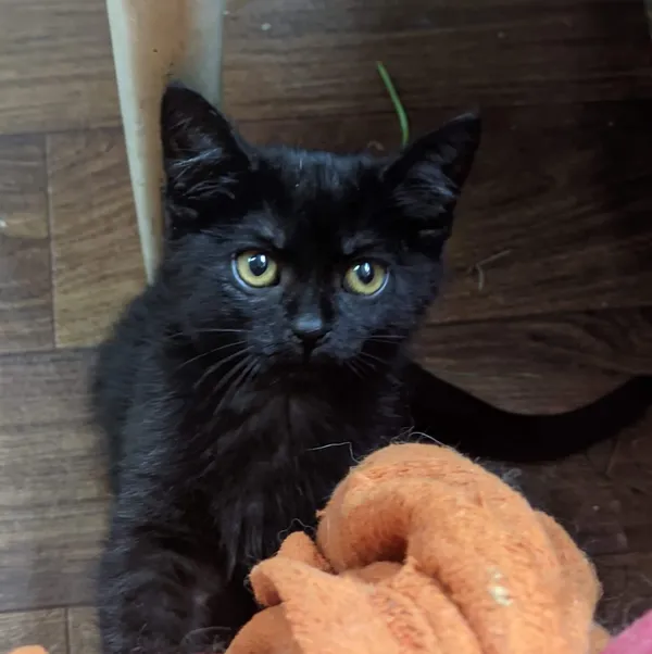 Oddam kota, Opole, 27 lipca 2022 (2/8)