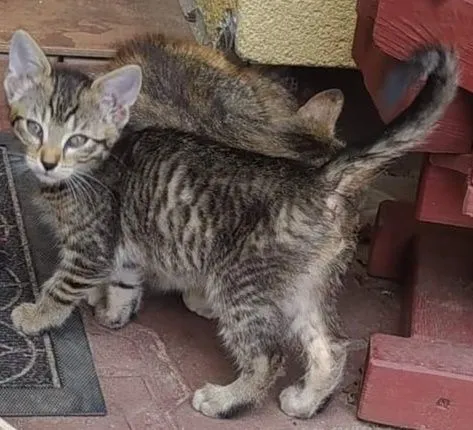 Oddam kota, Opole, 27 lipca 2022 (4/8)