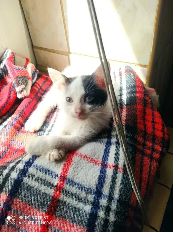 Oddam kota, Opole, 27 lipca 2022 (5/8)