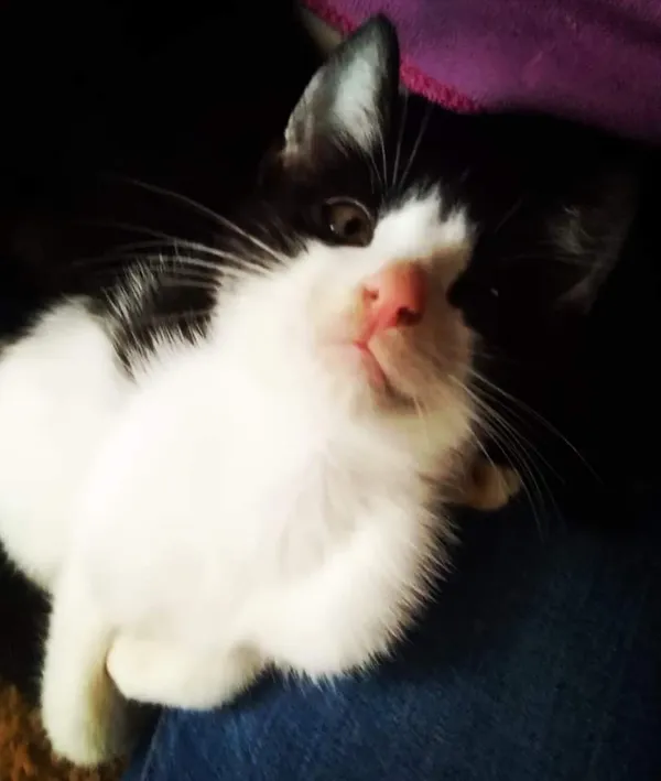 Zaginął kot, Łódź, 27 lipca 2022