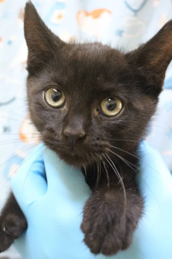 Znaleziono kota, Łódź, 27 lipca 2022