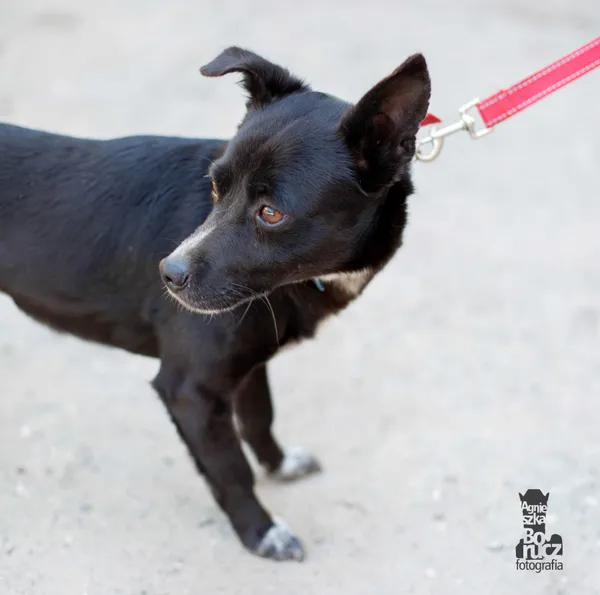 Oddam psa, Zgierz, 12 lipca 2020 (5/5)