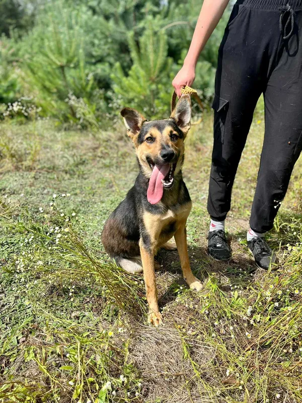 Oddam psa, Warszawa, 26 lipca 2022 (3/8)