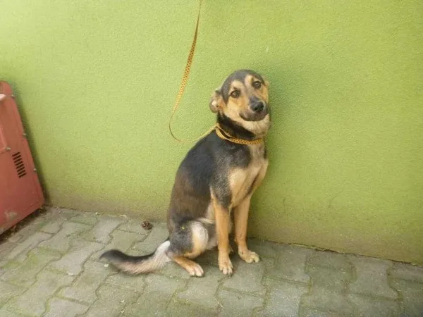 Oddam psa, Warszawa, 26 lipca 2022 (7/8)