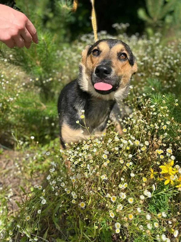 Oddam psa, Warszawa, 26 lipca 2022 (8/8)