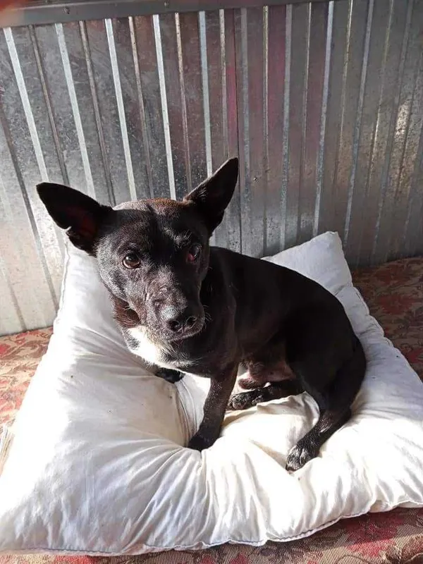 Oddam psa, Warszawa, 26 lipca 2022 (2/8)