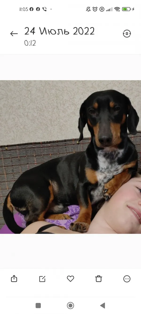 Zaginął pies, Łódź, 26 lipca 2022