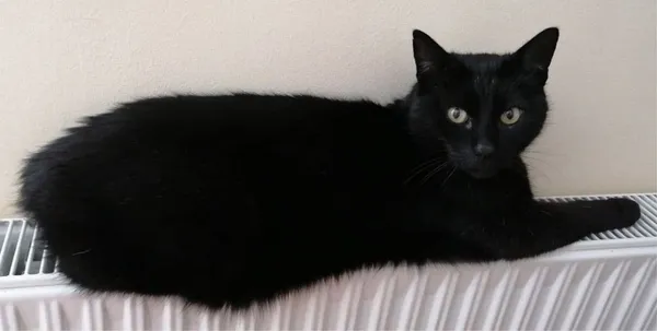 Zaginął kot, Michałowice, 26 lipca 2022