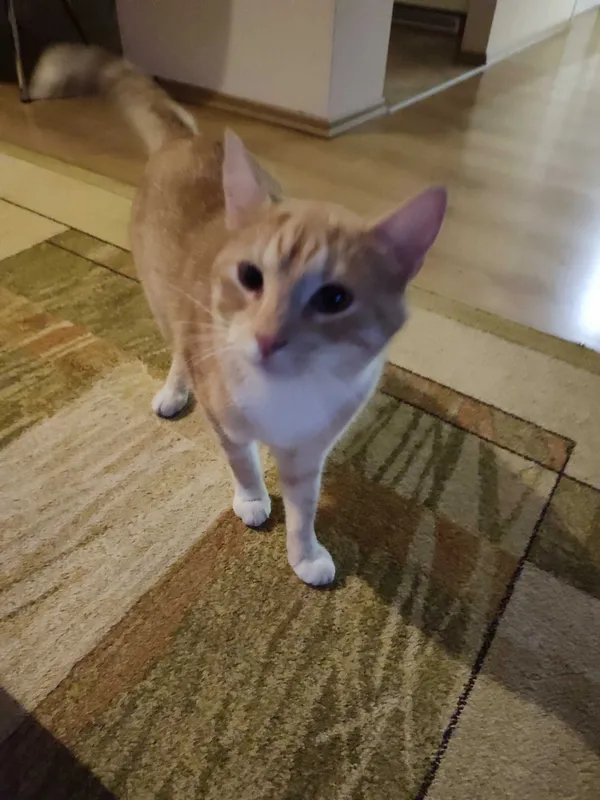 Znaleziono kota, Białystok, 29 lipca 2022