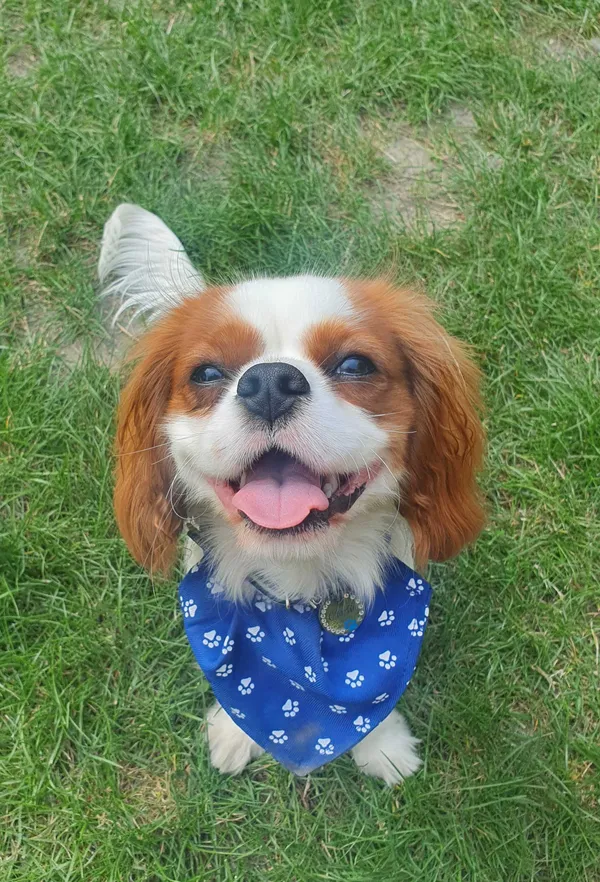 Zaginął pies, Orzesze, 29 lipca 2022 (1/3)