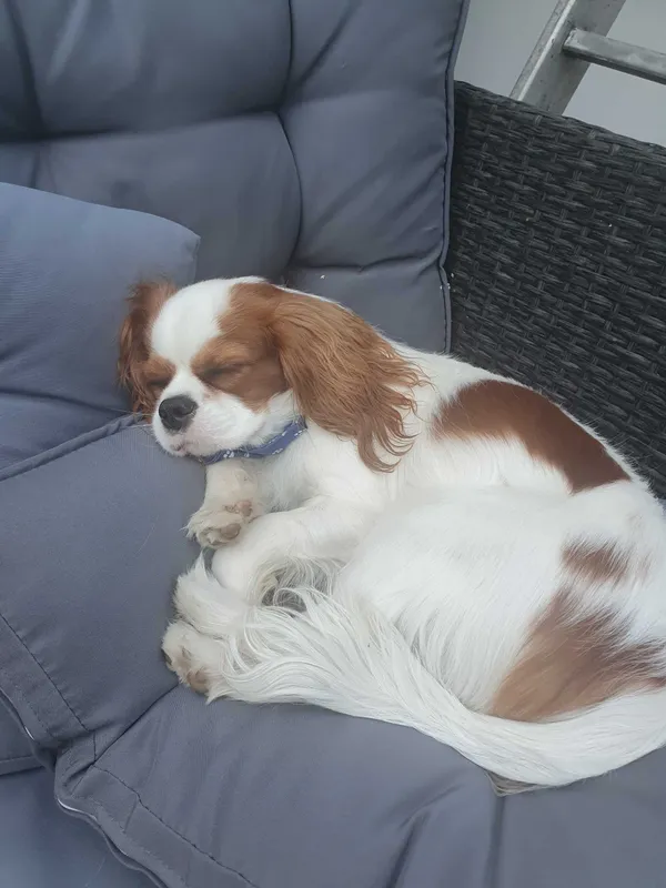 Zaginął pies, Orzesze, 29 lipca 2022 (2/3)