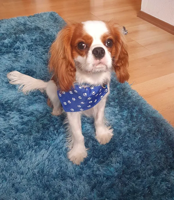 Zaginął pies, Orzesze, 29 lipca 2022 (3/3)