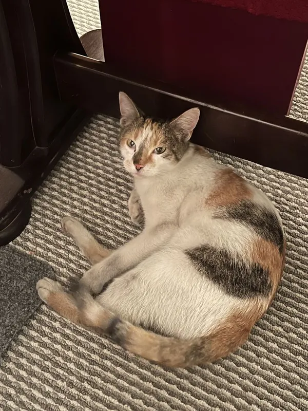 Znaleziono kota, Grudziądz, 29 lipca 2022