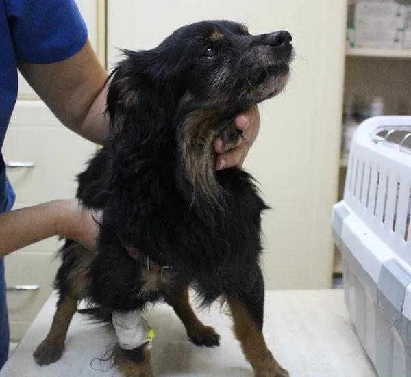 Znaleziono psa, Łódź, 30 lipca 2022 (1/3)