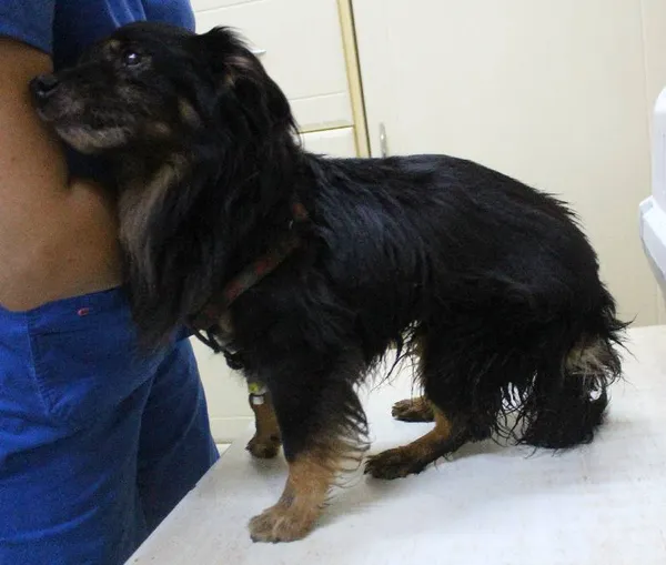 Znaleziono psa, Łódź, 30 lipca 2022 (2/3)