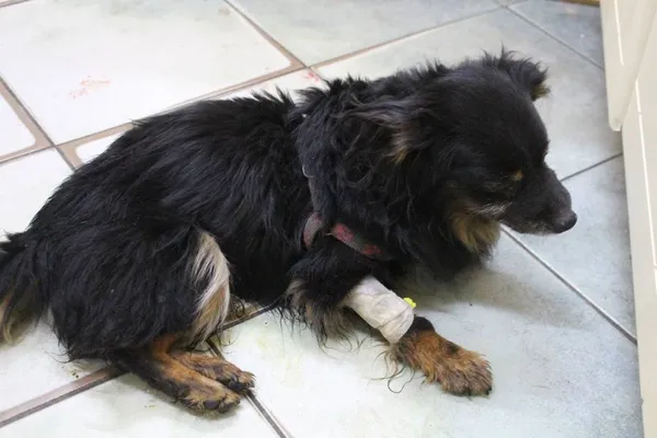 Znaleziono psa, Łódź, 30 lipca 2022 (3/3)