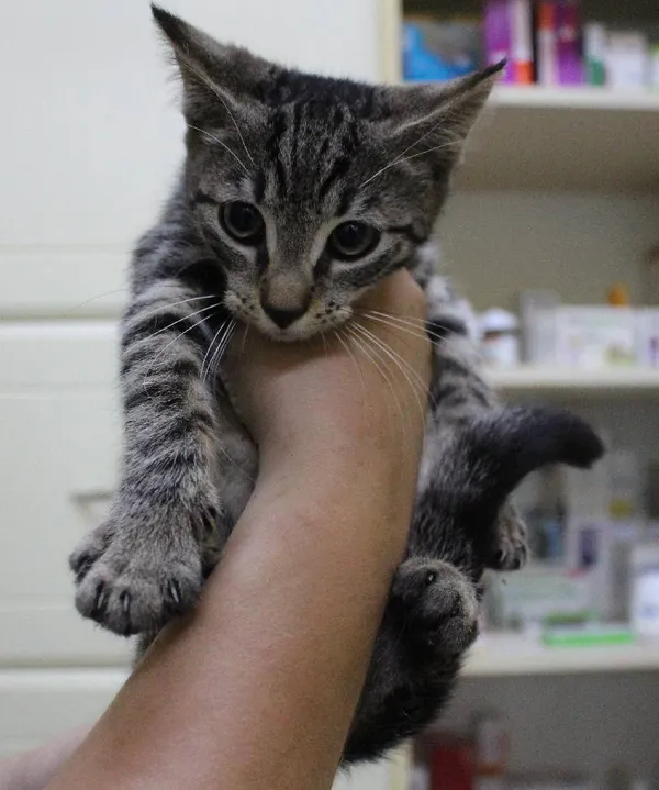 Znaleziono kota, Łódź, 30 lipca 2022 (1/2)