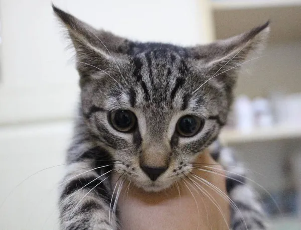 Znaleziono kota, Łódź, 30 lipca 2022 (2/2)