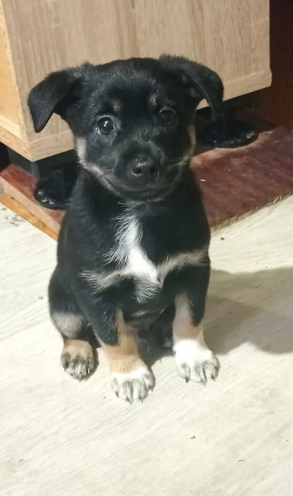 Oddam psa, Żywiec, 30 lipca 2022 (1/3)