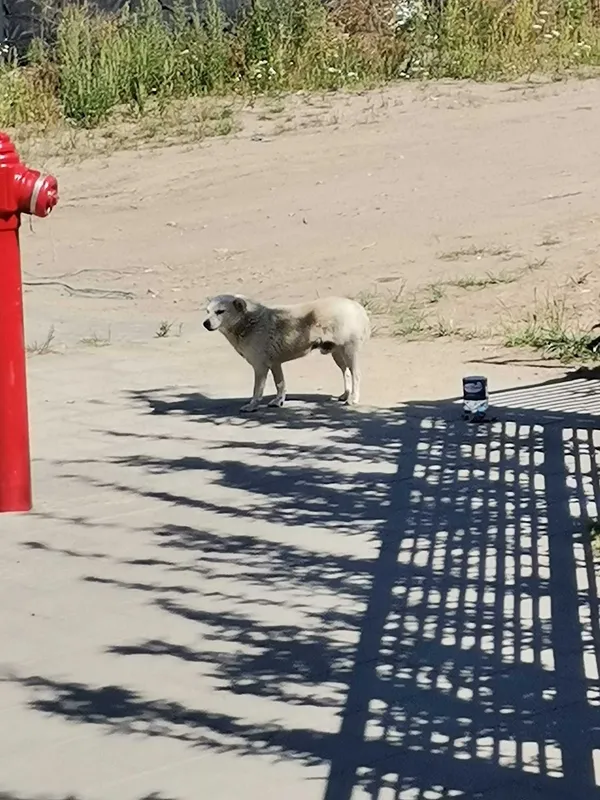 Znaleziono psa, Gdańsk, 28 lipca 2022 (1/2)