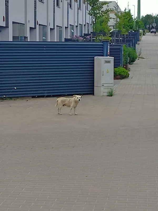 Znaleziono psa, Gdańsk, 28 lipca 2022 (2/2)