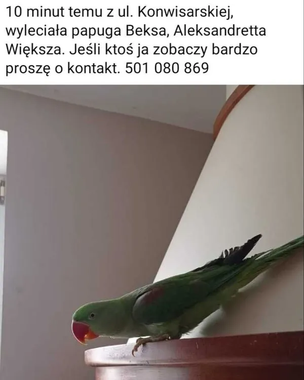 Zagineło zwierzę, Warszawa, 27 lipca 2022