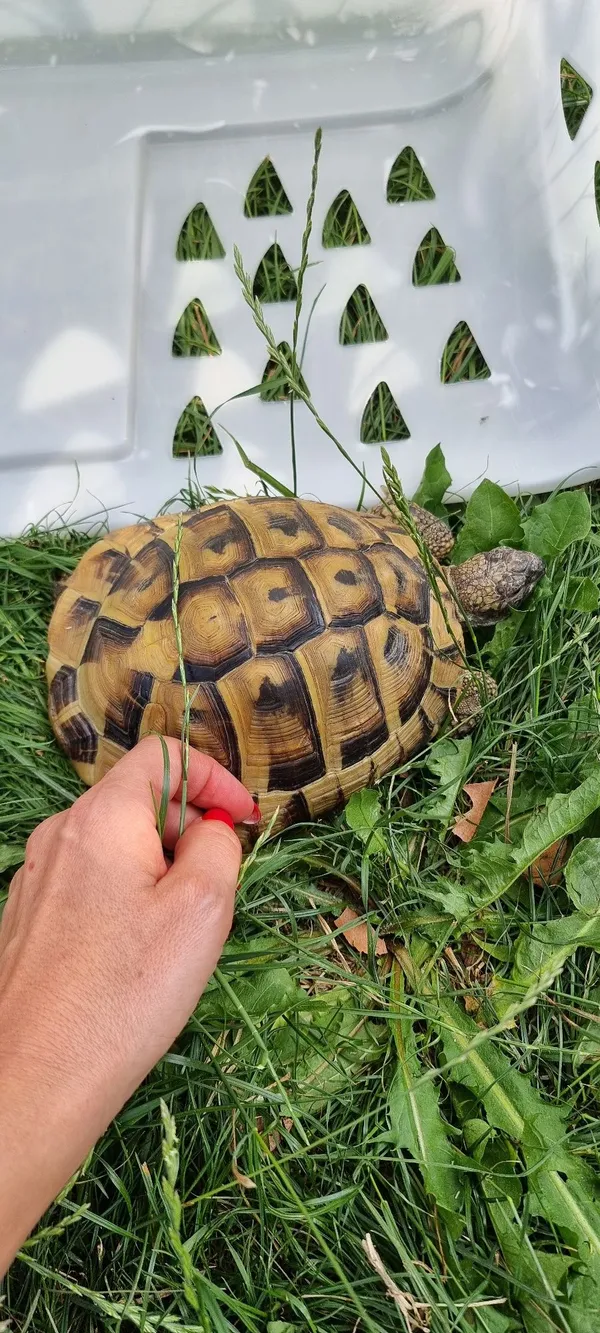 Znaleziono zwierzę, Łask, 31 lipca 2022