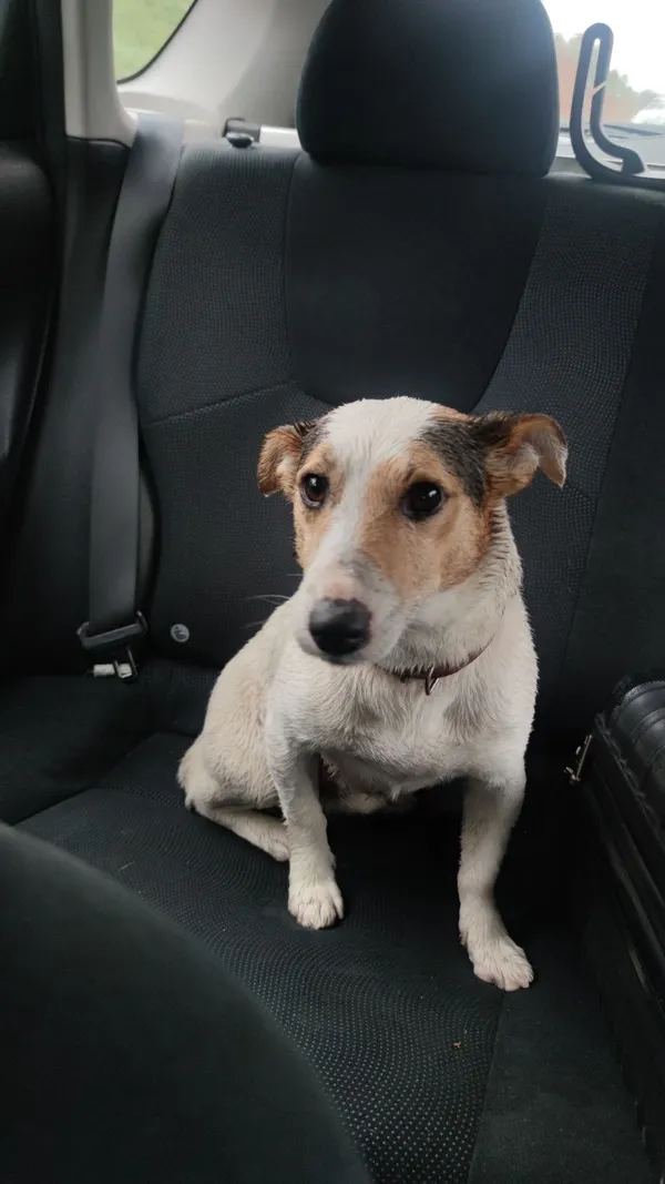 Znaleziono psa, Chrzanów, 31 lipca 2022 (1/2)