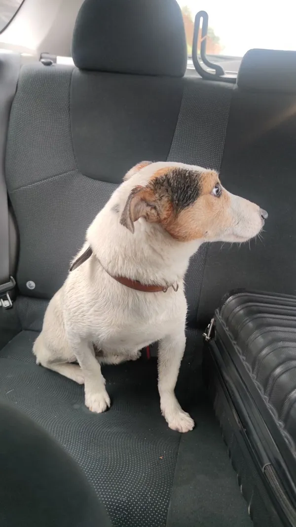 Znaleziono psa, Chrzanów, 31 lipca 2022 (2/2)