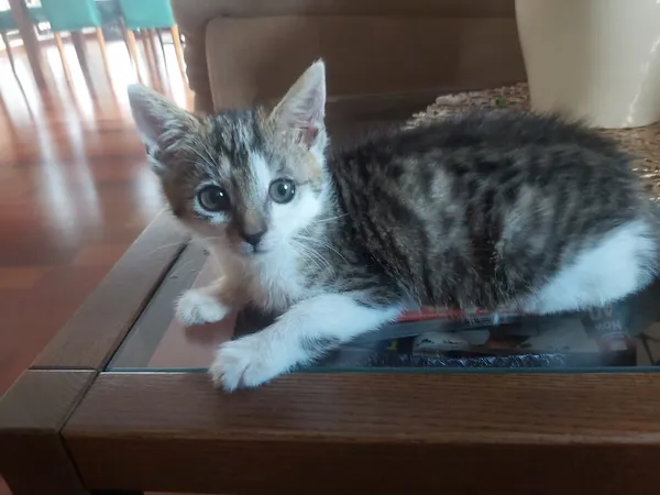 Oddam kota, Sokolniki Gwiazdowskie, 29 lipca 2022 (1/7)