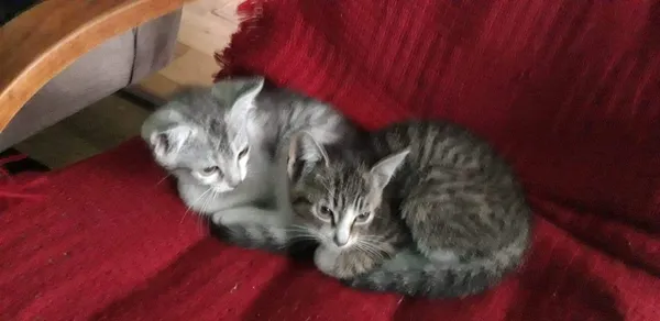 Oddam kota, Wrocław, 27 lipca 2022 (1/8)