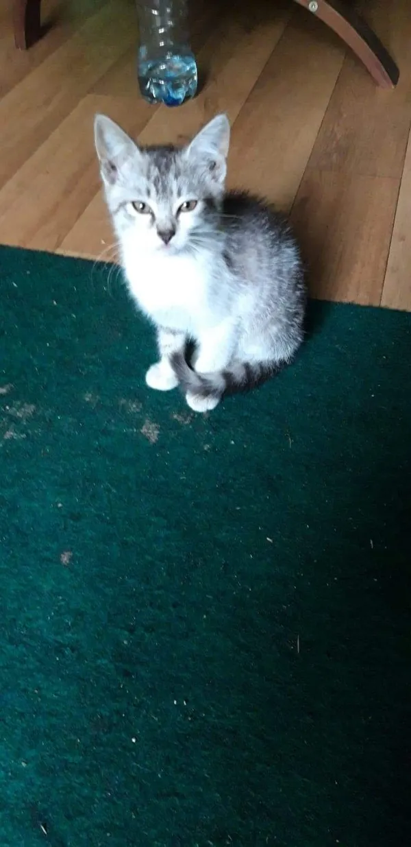 Oddam kota, Wrocław, 27 lipca 2022 (2/8)