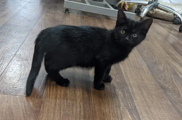 Oddam kota, Wrocław, 27 lipca 2022 (5/8)