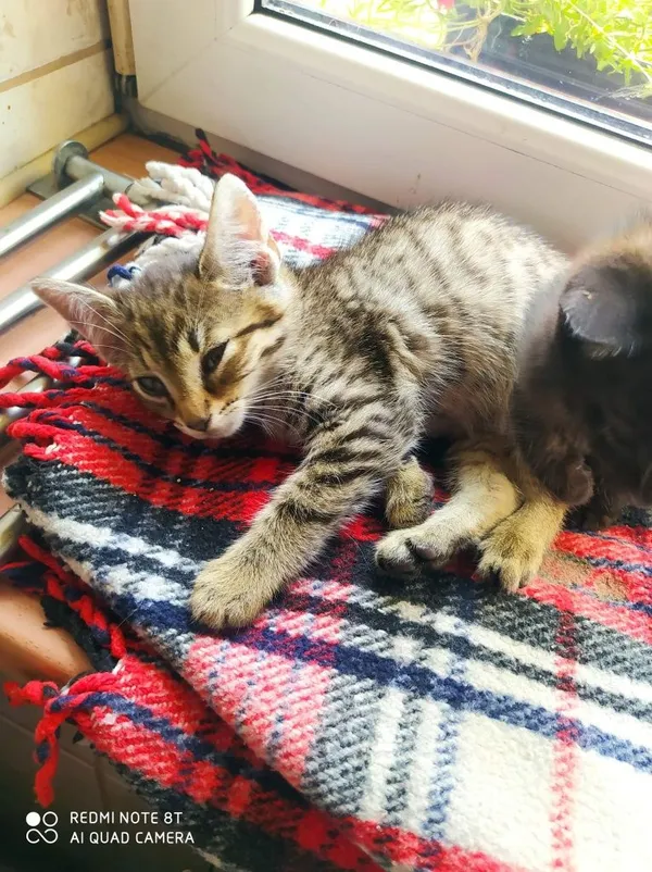 Oddam kota, Wrocław, 27 lipca 2022 (6/8)