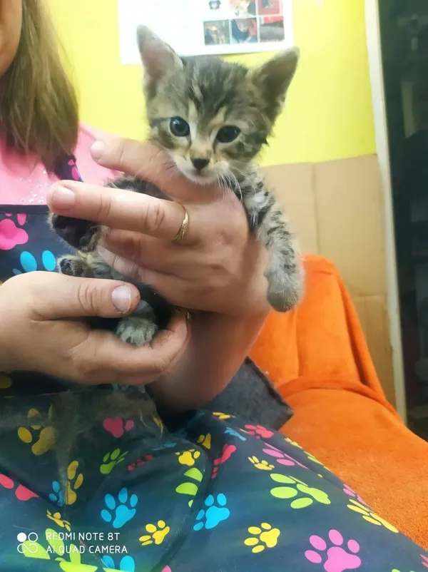 Oddam kota, Wrocław, 27 lipca 2022 (8/8)