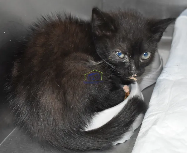 Znaleziono kota, Szczecin, 18 lipca 2022