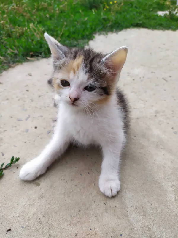 Oddam kota, Gorzyce, 16 czerwca 2022 (2/4)