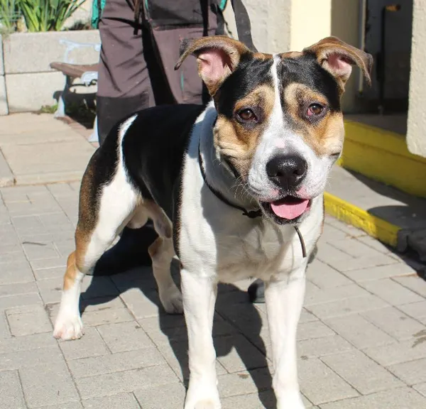 Znaleziono psa, Łódź, 31 lipca 2022 (1/8)