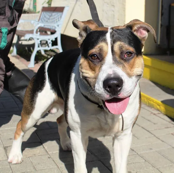 Znaleziono psa, Łódź, 31 lipca 2022 (2/8)