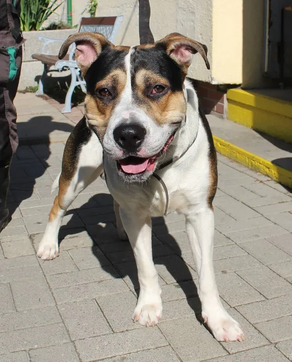 Znaleziono psa, Łódź, 31 lipca 2022 (3/8)