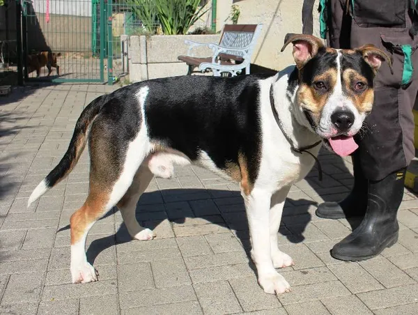 Znaleziono psa, Łódź, 31 lipca 2022 (4/8)